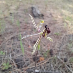 Caladenia barbarossa