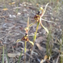 Caladenia barbarossa