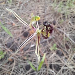 Caladenia barbarossa
