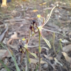 Caladenia barbarossa