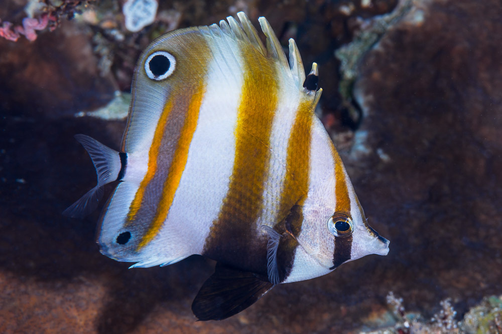 Two Spot Coralfish