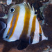 Two-eyed Coralfish - Photo (c) François Libert, some rights reserved (CC BY-NC-SA), uploaded by François Libert