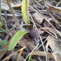 Caladenia barbarossa