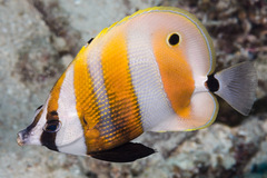 Coradion chrysozonus