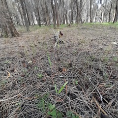 Caladenia barbarossa