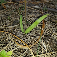 Caladenia barbarossa