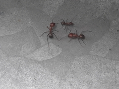 Camponotus nicobarensis