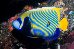 Pomacanthus imperator