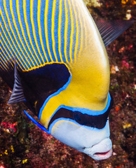 Pomacanthus imperator