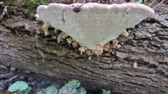 Trametes gibbosa