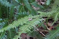 Nyctemera lacticinia