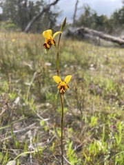 Diuris laxiflora