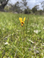 Diuris laxiflora