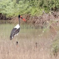 Ephippiorhynchus senegalensis
