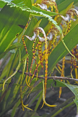 Maxillaria speciosa