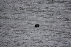 Phoca vitulina vitulina