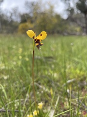 Diuris laxiflora