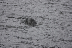 Phoca vitulina vitulina