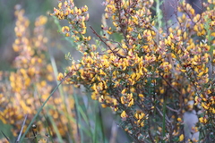 Pultenaea largiflorens
