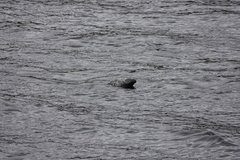 Phoca vitulina vitulina