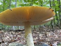 Amanita