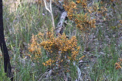 Pultenaea largiflorens