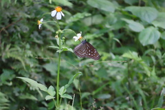 Euploea mulciber barsine