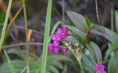 Sertifera purpurea