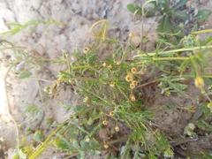 Spergula arvensis