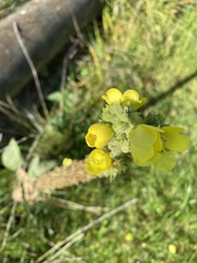 Verbascum densiflorum