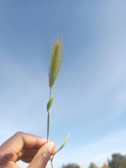Hordeum murinum