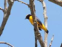 Euphonia trinitatis