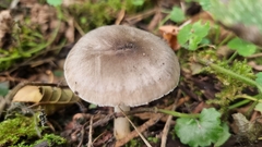 Pluteus salicinus