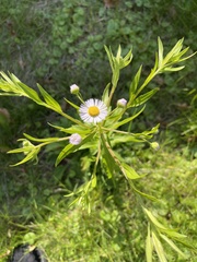 Erigeron