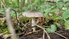 Pluteus salicinus