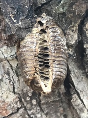 Hierodula patellifera