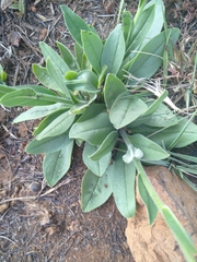 Senecio coronatus