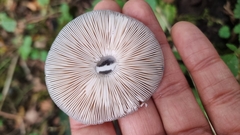 Pluteus salicinus