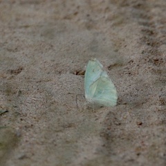 Catopsilia florella