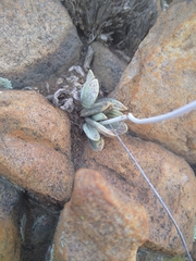 Adromischus umbraticola