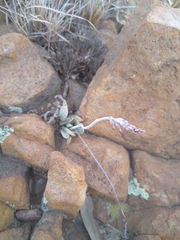 Adromischus umbraticola