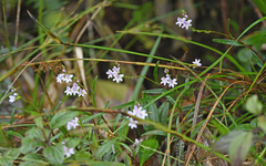 Epidendrum fimbriatum
