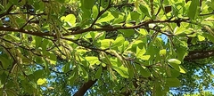 Terminalia