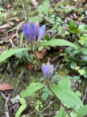 Gentiana villosa