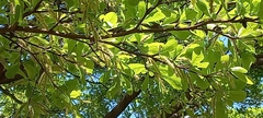 Terminalia