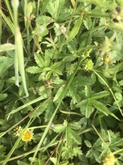 Potentilla reptans