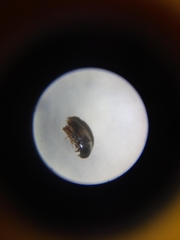 Ptiliidae