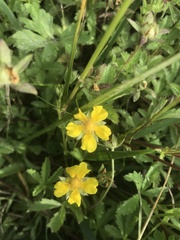 Potentilla reptans