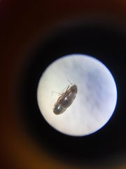 Ptiliidae
