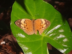 Cupha erymanthis